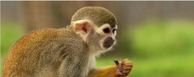 小猴子的长尾巴的作用是什么 小猴子长长的尾巴有什么作用