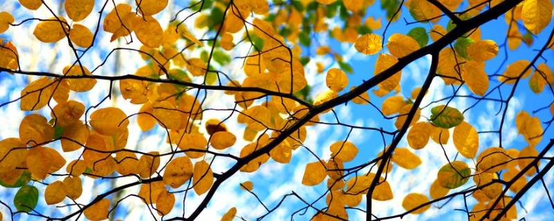秋天树叶为什么变黄了 秋天的树叶为什么变黄