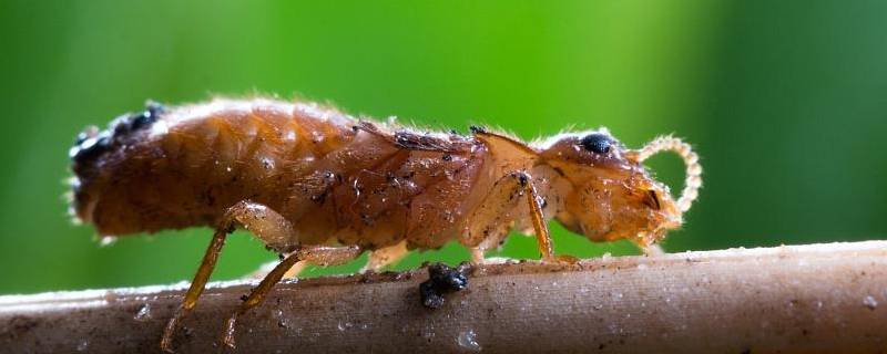 如何消灭大水蚁用什么药 如何消灭大水蚁