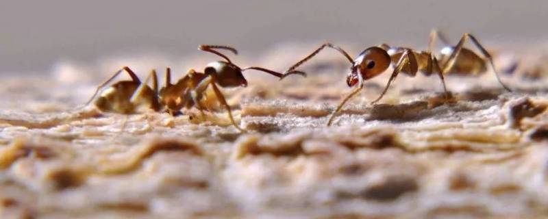 阿根廷蚂蚁的特点 阿根廷蚁长什么样