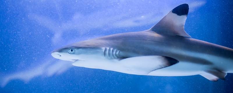 大白鲨的特点和作用 大白鲨的特点