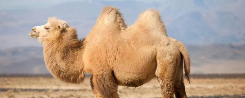 骆驼驼峰储存的是什么东西 骆驼驼峰储存的是
