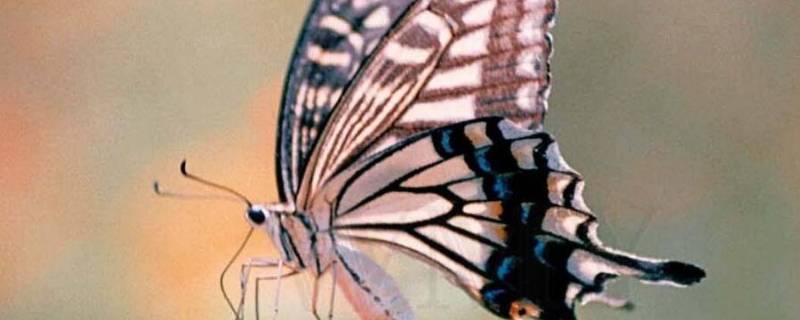 凤蝶的特点是什么 凤蝶的特点