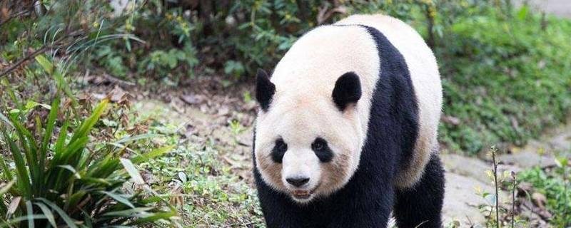 大熊猫的寿命一般是多少岁（大熊猫最短的寿命是多少岁）