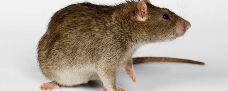 房间里有老鼠用什么方法可以解决 晚上怎么防止老鼠爬床