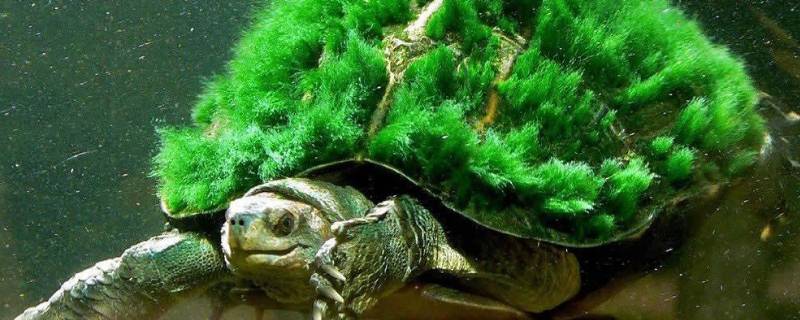 绿毛龟的特点 绿毛龟从哪些方面介绍了喜欢绿毛龟的原因