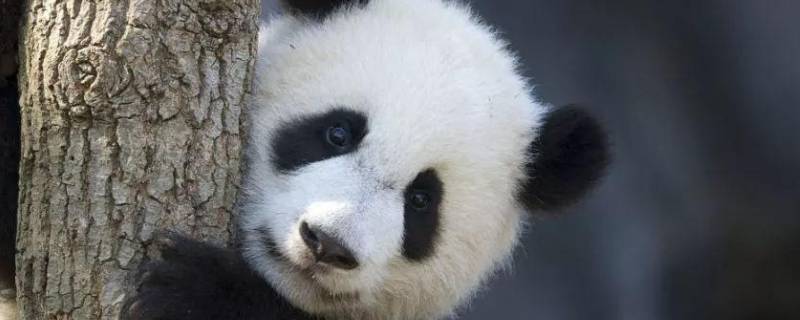 国宝大熊猫有什么特点和本领 国宝大熊猫有什么特点和本领资料
