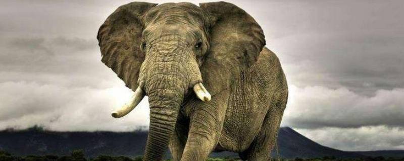 大象是叫一只还是一头 一头大象还是一头大象