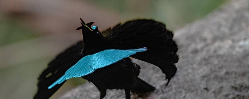 蓝极乐鸟的特点 极乐鸟的介绍