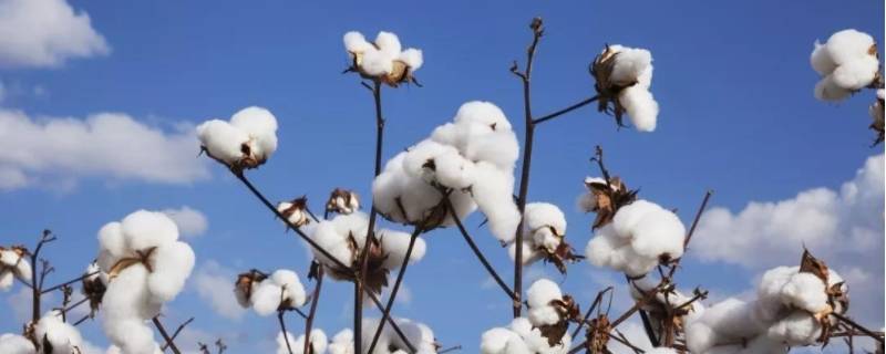 棉纶和棉有什么区别 棉纶和棉的区别