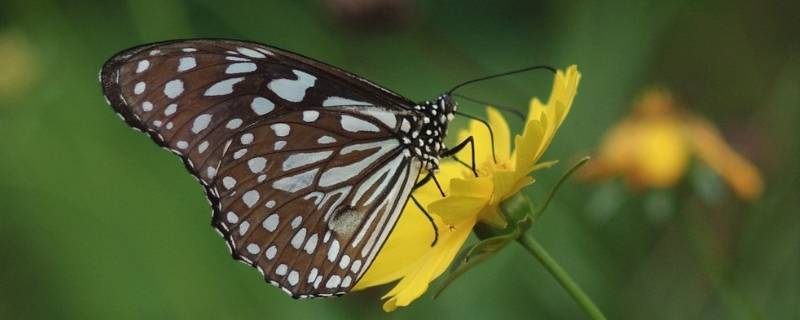 蛾和蝶的区别 蝶和蛾属于什么