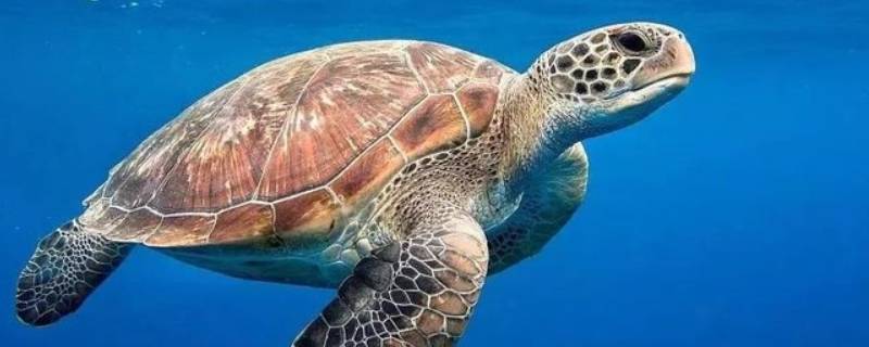 怎么介绍海龟的特点 海龟的特点