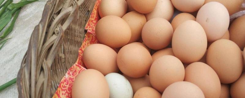 怎么保护鸡蛋不会碎还要戴在脖子上 怎么保护鸡蛋不会碎