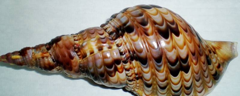 凤尾螺是不是保护动物 凤螺是保护物种吗