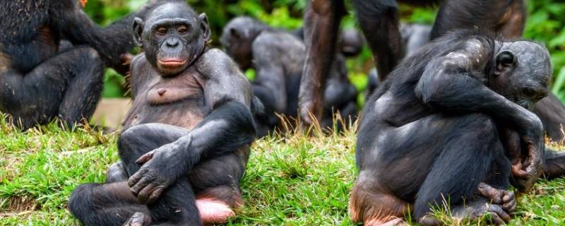 倭黑猩猩的特点 倭黑猩猩是公认最聪明