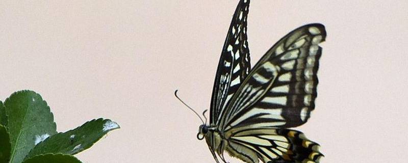 蝴蝶有几对翅膀 蝴蝶有几对翅膀几对足几对触角