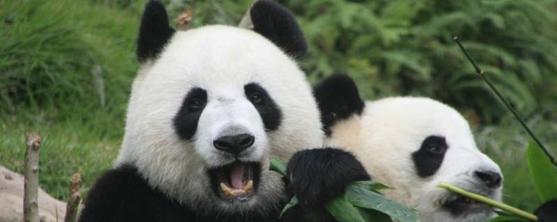 大熊猫只吃竹子吗（大熊猫只吃竹子吗?解答）