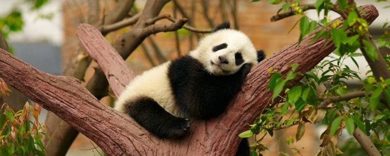 国宝大熊猫寿命 国宝大熊猫寿命怎么写
