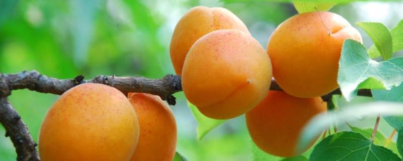 杏没熟可以吃吗 未熟的杏能吃吗