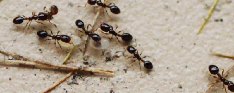 为什么下雨前蚂蚁会搬家 答案 为什么下雨前蚂蚁会搬家