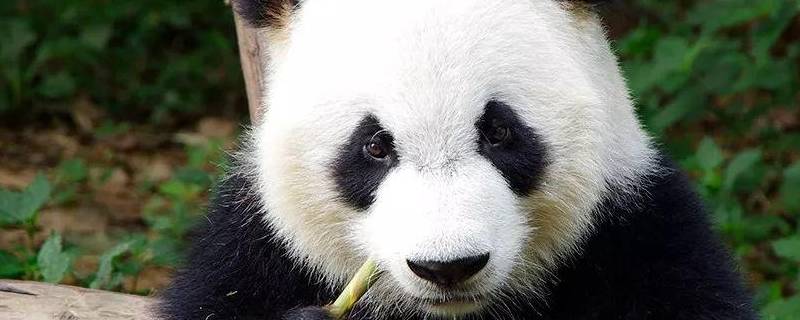 熊猫是怎么成为国宝的 熊猫是怎么成为国宝的作文