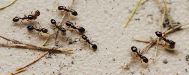 宿舍有蚂蚁怎么办（宿舍有蚂蚁怎么办?）