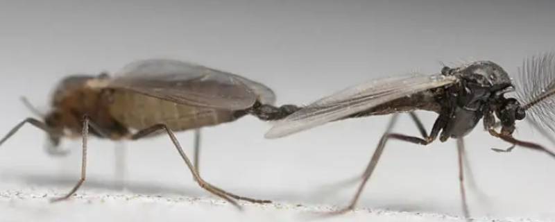 家里的蚊子怎么产生的 家里有蚊子说明什么