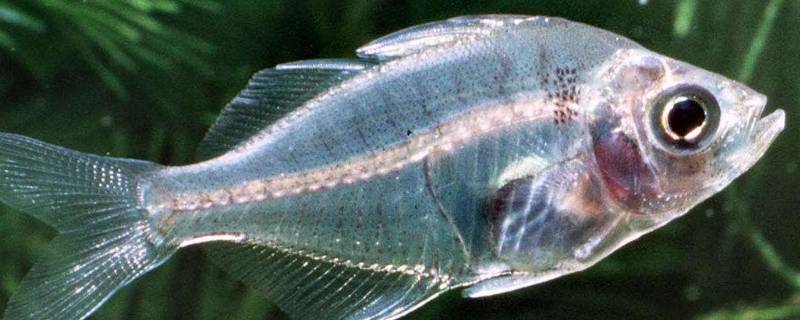 透明鱼的特点 透明鱼种类