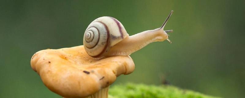蜗牛是怎么形成的（无壳蜗牛是怎么形成的）