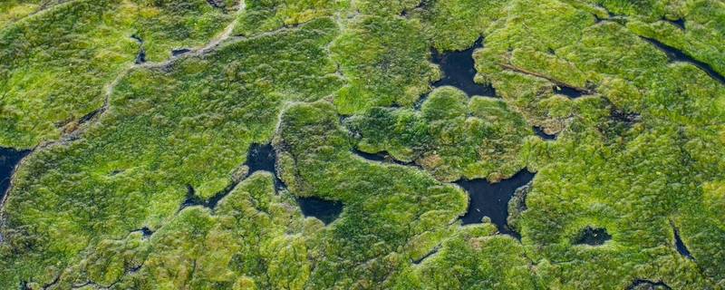 水里的绿藻怎么去除 如何治理水中的绿藻