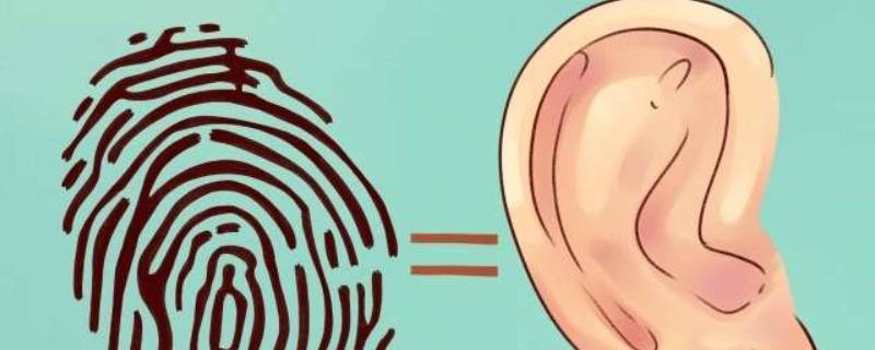 耳朵的本领有哪些 耳朵的本领是什么