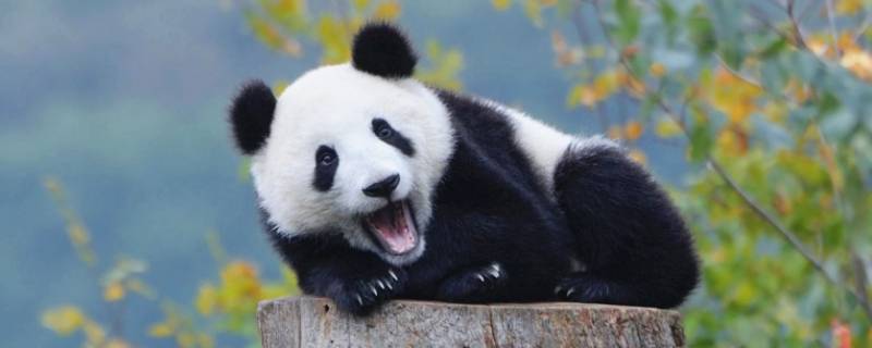 大熊猫的类别有哪些 大熊猫的类别有哪些,为什么