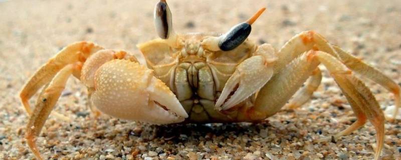 海滩上的沙蟹能吃吗 海边什么蟹不能吃