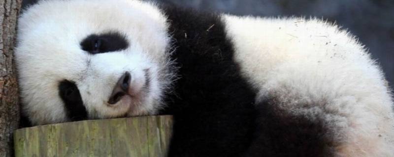 大熊猫死后国家是怎么处理的 哪个国家的大熊猫死了