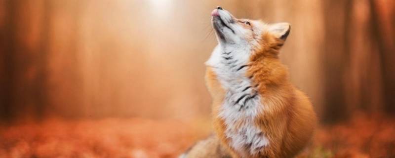 狐狸怎么叫 狐狸怎么叫的声音