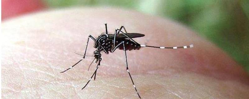 蚊子滋生的五种环境（蚊的滋生环境是）
