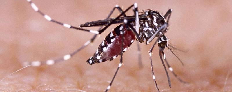 花蚊子和普通蚊子有什么区别 花蚊子和蚊子的区别