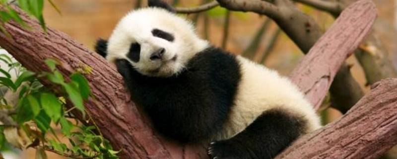 大熊猫如何睡觉 大熊猫怎样睡觉?