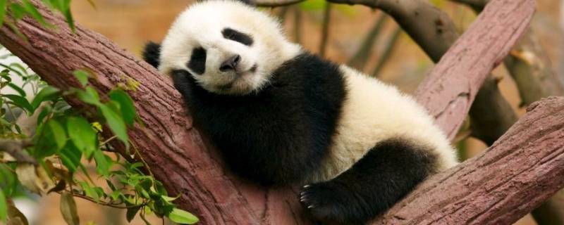 大熊猫睡觉的姿势（大熊猫睡觉的姿势作文）