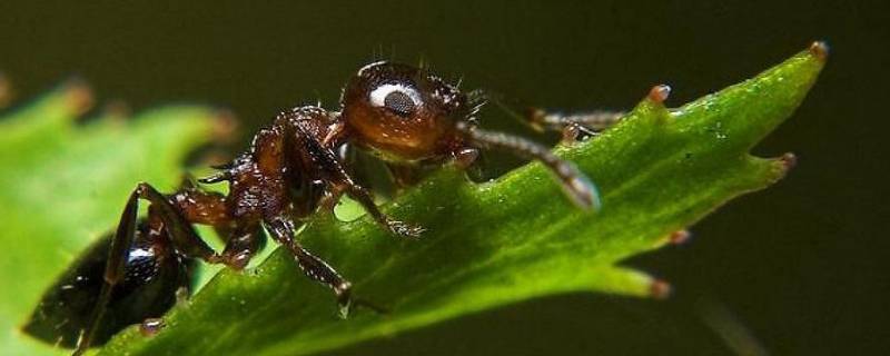 蚂蚁打架的原因是什么（蚂蚁打架有什么征兆吗）