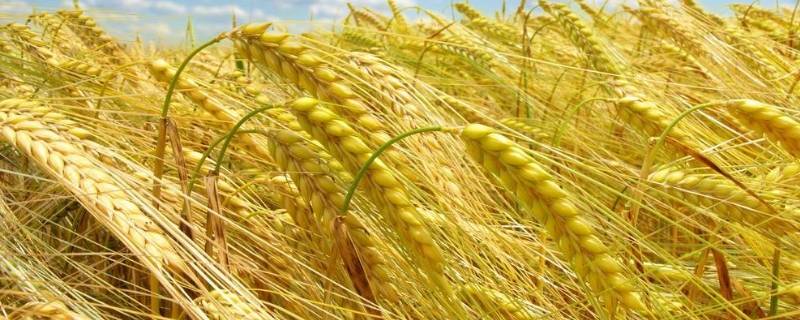 小麦习性（小麦的特征特性）