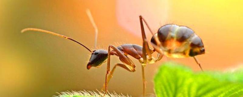蚂蚁的特点 蚂蚁的特点简单介绍