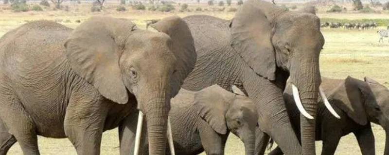 大象的耳朵耷拉着有什么作用 大象耳朵耷拉着是为了什么