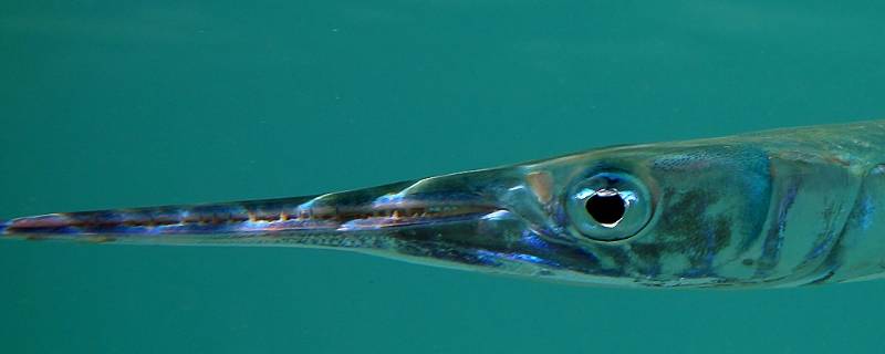 颌针鱼的特点 颌针鱼的主要特征