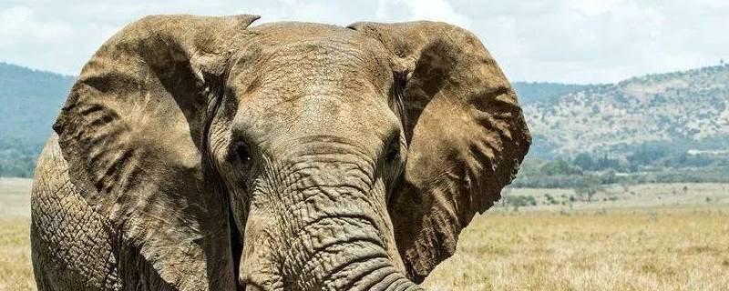 大象耳朵的作用是什么（大象耳朵的作用是什么二年级）