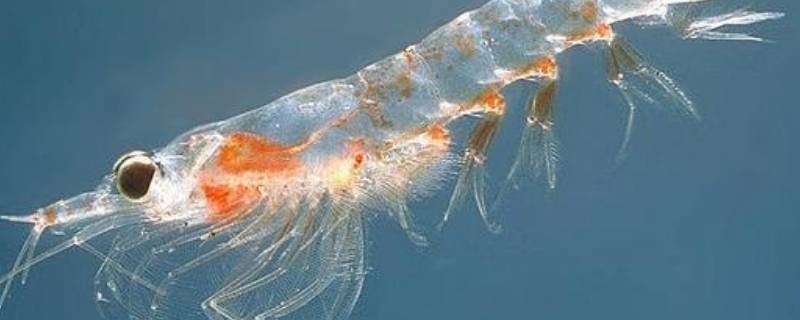 磷虾的特点 磷虾的种类