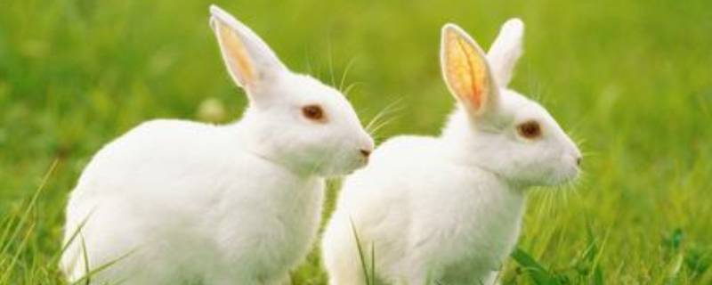 兔子的特点 兔子的特点是什么