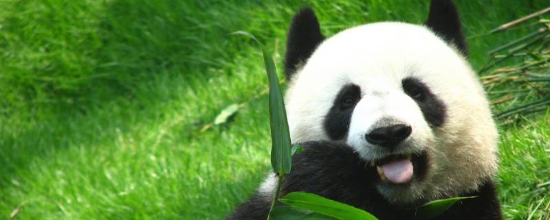 熊猫是怎么吃竹子的 熊猫是怎么吃竹子的作文