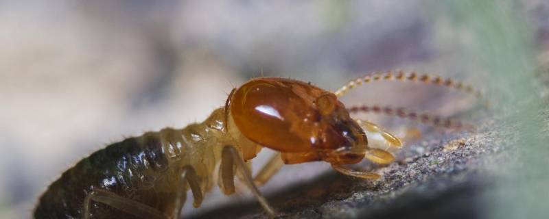 飞蚁和白蚁有什么不同 飞蚂蚁和白蚁是一种吗