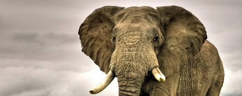 大象为什么往身上撒土 大象为啥往身上撒土